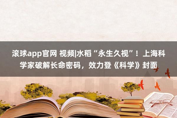 滚球app官网 视频|水稻“永生久视”！上海科学家破解长命密码，效力登《科学》封面