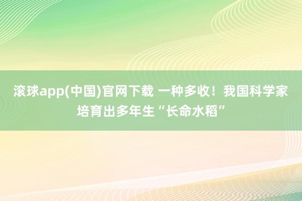 滚球app(中国)官网下载 一种多收！我国科学家培育出多年生“长命水稻”